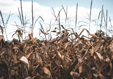 Seca na agricultura